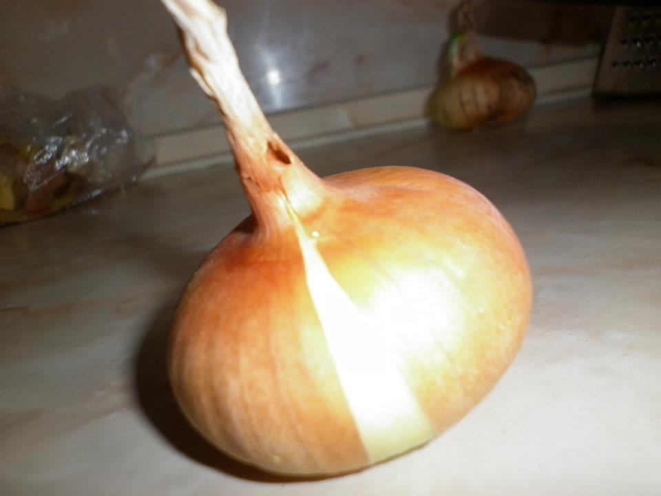 A head of onion